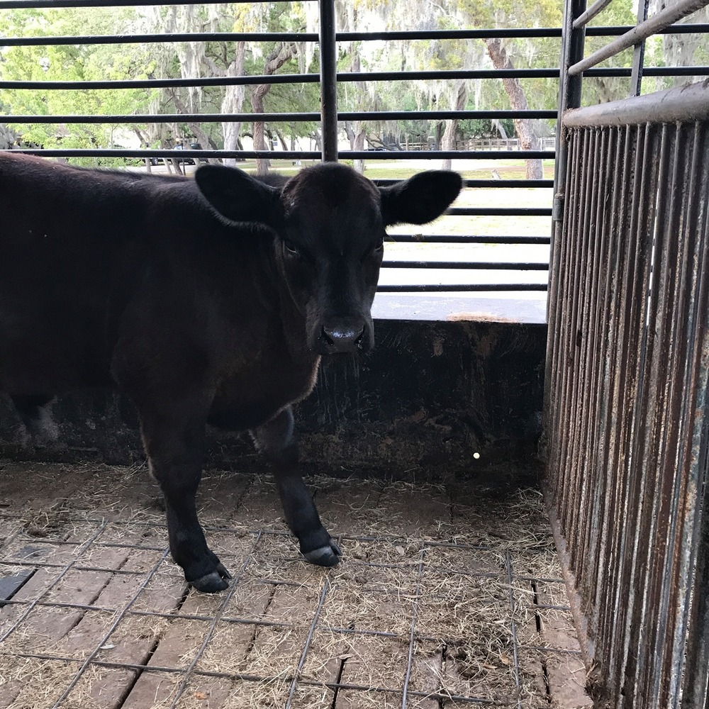 Meet your Posher, Macie